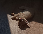 Кошки в Тюмени: Котёнок в добрые руки Девочка, Бесплатно - фото 3
