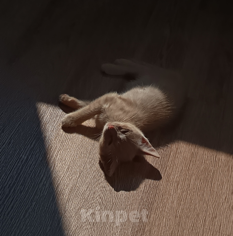 Кошки в Тюмени: Котёнок в добрые руки Девочка, Бесплатно - фото 3