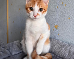 Кошки в Москве: Тоша, маленький персиковый котенок, который ждёт своего человека Мальчик, Бесплатно - фото 1