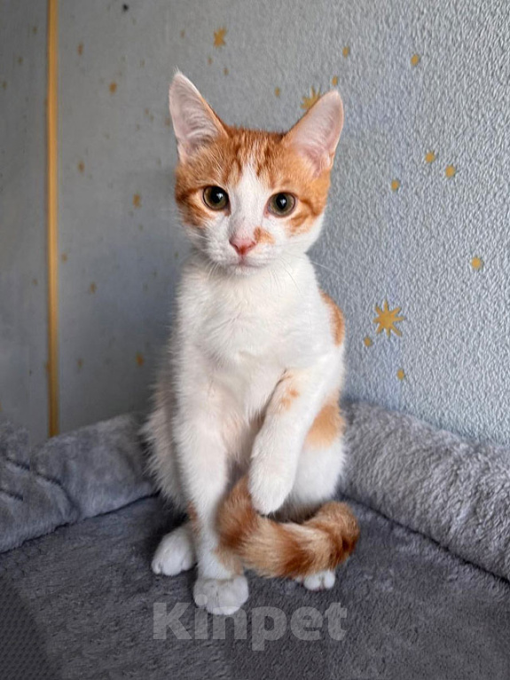 Кошки в Москве: Тоша, маленький персиковый котенок, который ждёт своего человека Мальчик, Бесплатно - фото 1