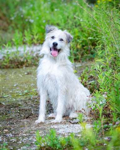Собаки в Москве: Ластик хочет найти свою семью Мальчик, Бесплатно - фото 2