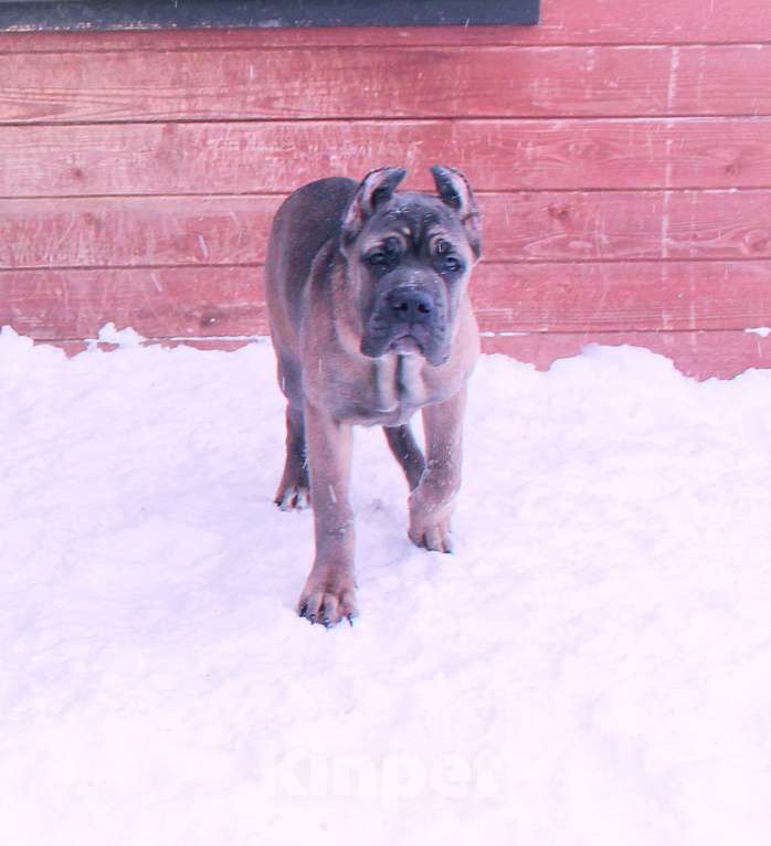 Собаки в Вологде: Кане корсо. Подрастают девчёнки Девочка, 70 000 руб. - фото 10
