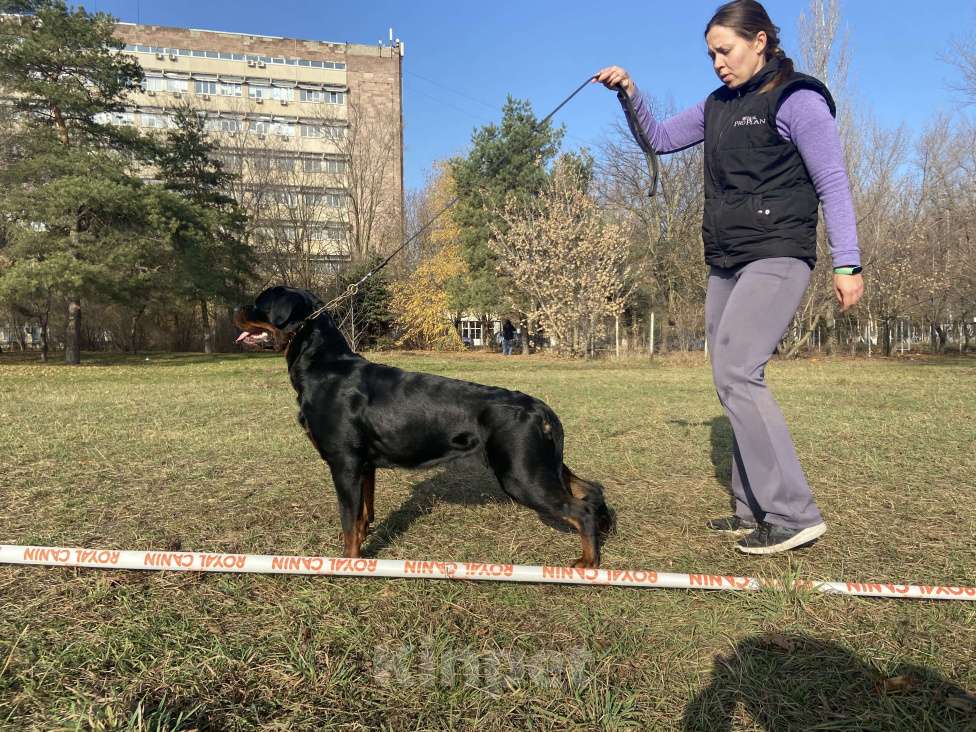 Собаки в Ростове-на-Дону: Элитные щенки ротвейлера  Мальчик, 60 руб. - фото 7