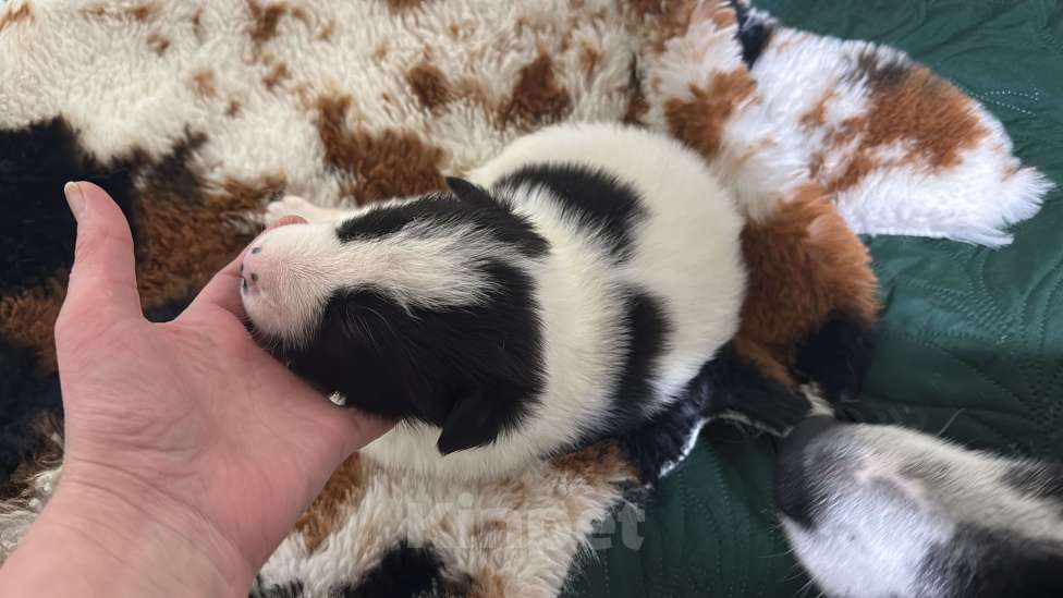 Собаки в других городах Московской области: Эбигейл Девочка, 100 руб. - фото 2