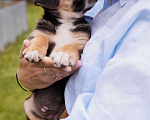 Собаки в Химках: Щенок в добрые руки. Малыш Мартин ищет родителей  Мальчик, Бесплатно - фото 1