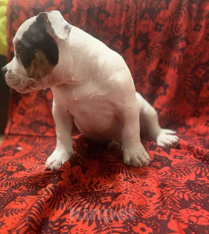 Собаки в Санкт-Петербурге: Щенок  Мальчик, 100 000 руб. - фото 1