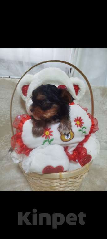 Собаки в Саратове: Щенки йорка Мальчик, 20 000 руб. - фото 2