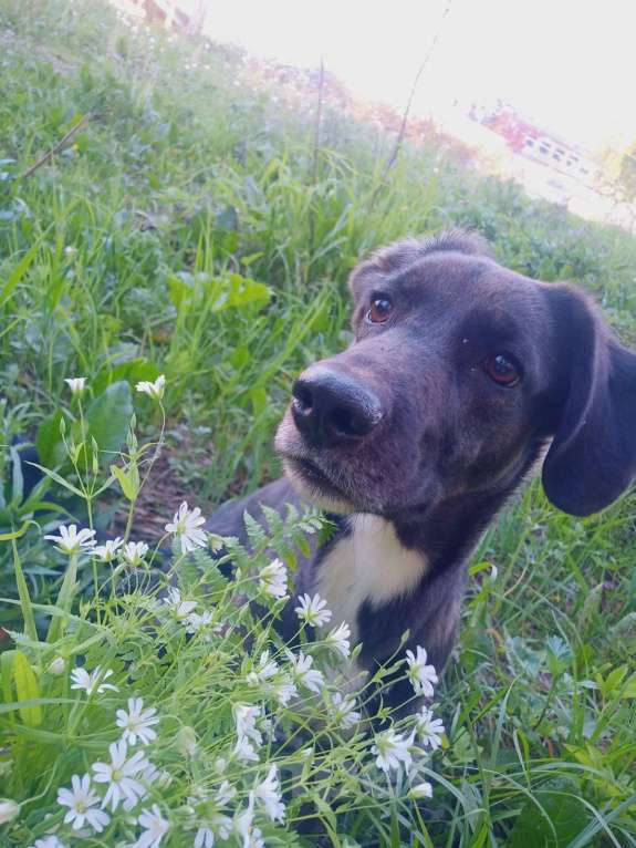 Собаки в других городах Московской области: Пропала Рира! Девочка, 15 000 руб. - фото 3