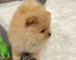 Собаки в Москве: Померанский шпиц мальчик Мальчик, 25 000 руб. - фото 5