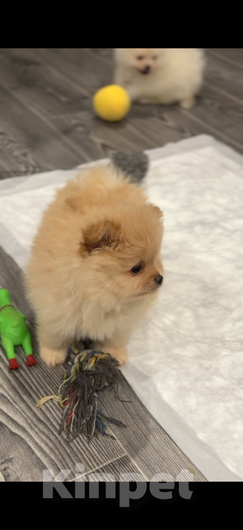 Собаки в Москве: Померанский шпиц мальчик Мальчик, 25 000 руб. - фото 5