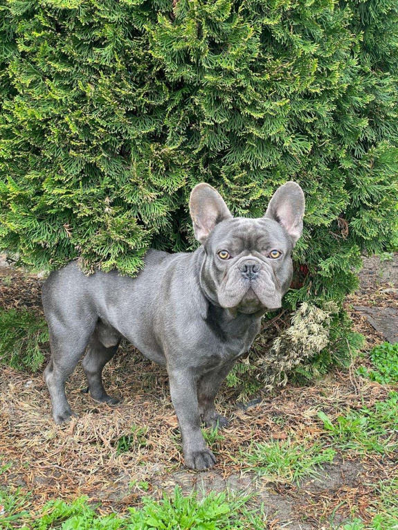 Собаки в других городах Краснодарского края: Щенки французского бульдога Девочка, 55 000 руб. - фото 3