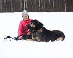 Собаки в Видном: Алабай Шерхан, 2 года Мальчик, Бесплатно - фото 3