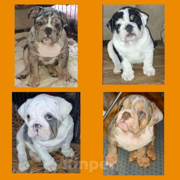 Собаки в Челябинске: Английский бульдог  Девочка, 50 000 руб. - фото 2