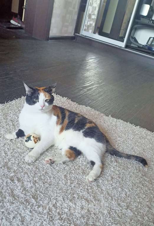 Кошки в Екатеринбурге: Дашка Девочка, Бесплатно - фото 5