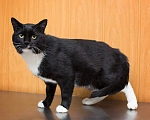Кошки в Москве: Солидный крупный ласковый кот Шерлок Мальчик, Бесплатно - фото 3