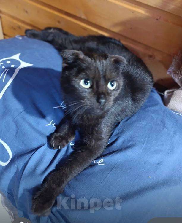 Кошки в Москве: Грациозная Соня ищет дом Девочка, Бесплатно - фото 2