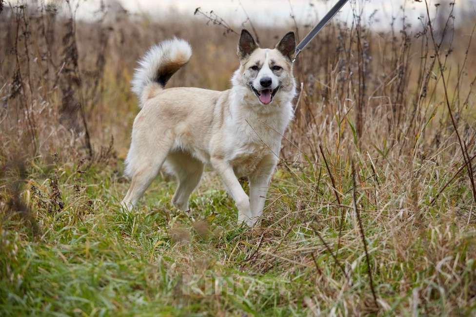Собаки в Москве: Эльза Девочка, Бесплатно - фото 5