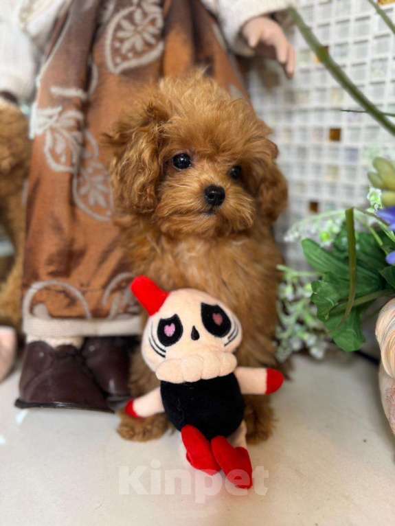 Собаки в Санкт-Петербурге: Мальтипу ф1 Лолита Девочка, Бесплатно - фото 2