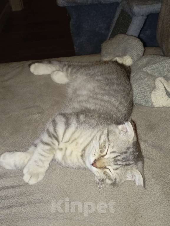 Кошки в Ростове-на-Дону: Шотландская вислоухая порода кошек Девочка, 9 000 руб. - фото 7