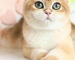Кошки в Владивостоке: Британский котёнок. Шиншилла Мальчик, 80 000 руб. - фото 4