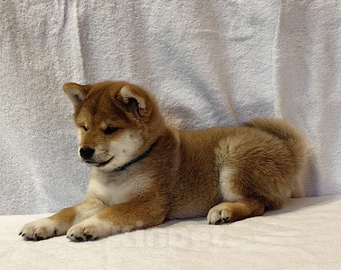 Собаки в Москве: Сиба ину. Мальчик Мальчик, 50 000 руб. - фото 3