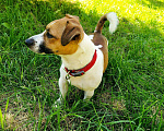 Собаки в Одинцово: Джек Рассел терьер вязка, 1 руб. - фото 1