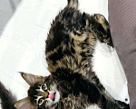 Кошки в Малмыже: Бронь котята, 10 000 руб. - фото 7