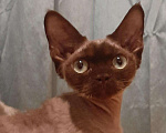 Кошки в Полярном: Котенок в любимцы, 31 500 руб. - фото 1