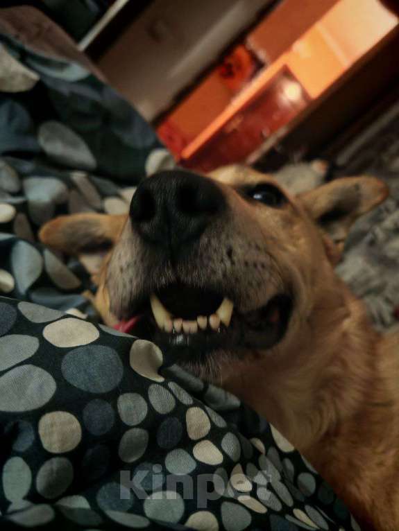 Собаки в Москве: Лапус самый человекооренированный пёс на свете! Мальчик, Бесплатно - фото 5