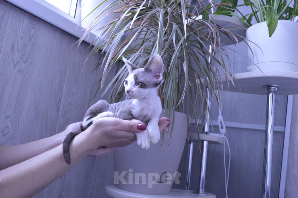 Кошки в Подольске: Шоколадный биколор Мальчик, 30 000 руб. - фото 2