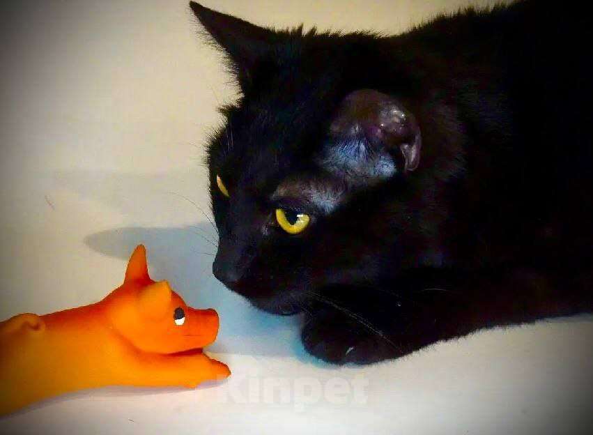 Кошки в Москве: Котик Черныш: маленький воин с большим сердцем Мальчик, Бесплатно - фото 5