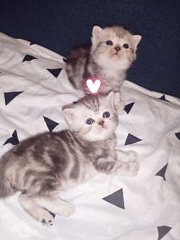 Продаю помесь котят. Папа Шотландский вислоухий, мама Экзот.