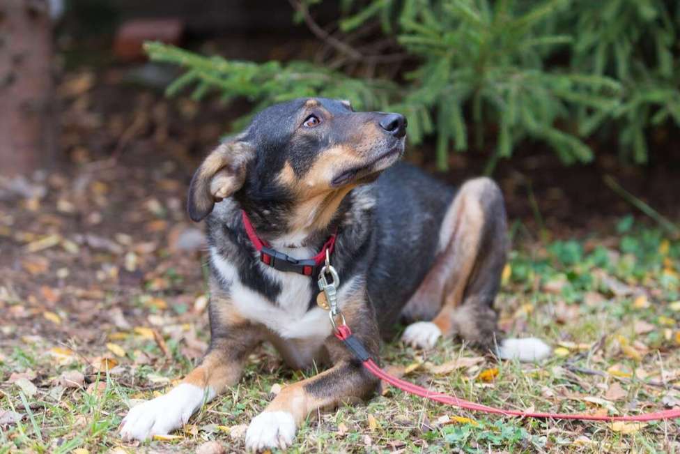 Собаки в Москве: Ласковая и скромная собачка Альма в дар Девочка, 1 руб. - фото 7