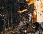 Собаки в Москве: Ищет дом прекрасный Малыш ❤️ Мальчик, Бесплатно - фото 5