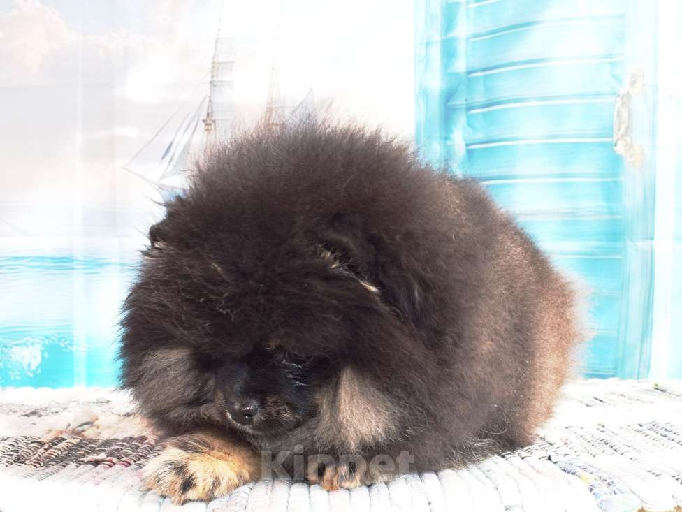 Собаки в Волгодонске: Померанский шпиц РКФ Девочка, 50 000 руб. - фото 6