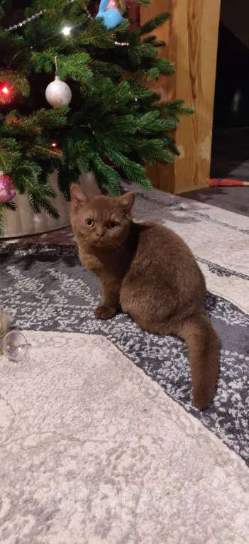 Кошки в Санкт-Петербурге: Фея Девочка, Бесплатно - фото 7