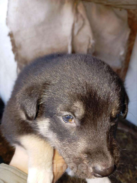Собаки в Томске: Щенки в дар — 8 пушистых радостей 🐶 Бесплатно в добрые руки! Мальчик, Бесплатно - фото 3