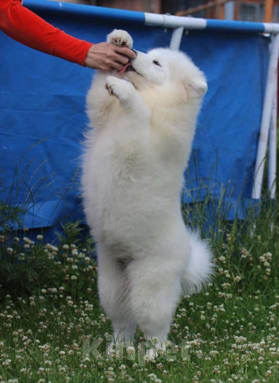 Собаки в Москве: Самоед девочка.  Медвежий тип Девочка, 50 000 руб. - фото 3