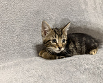 Кошки в Санкт-Петербурге: Ищем дом спасенных  с улицы котят! 🐾 Мальчик, Бесплатно - фото 7