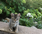 Кошки в Энгельс: Котята ищут дом Девочка, 10 руб. - фото 7