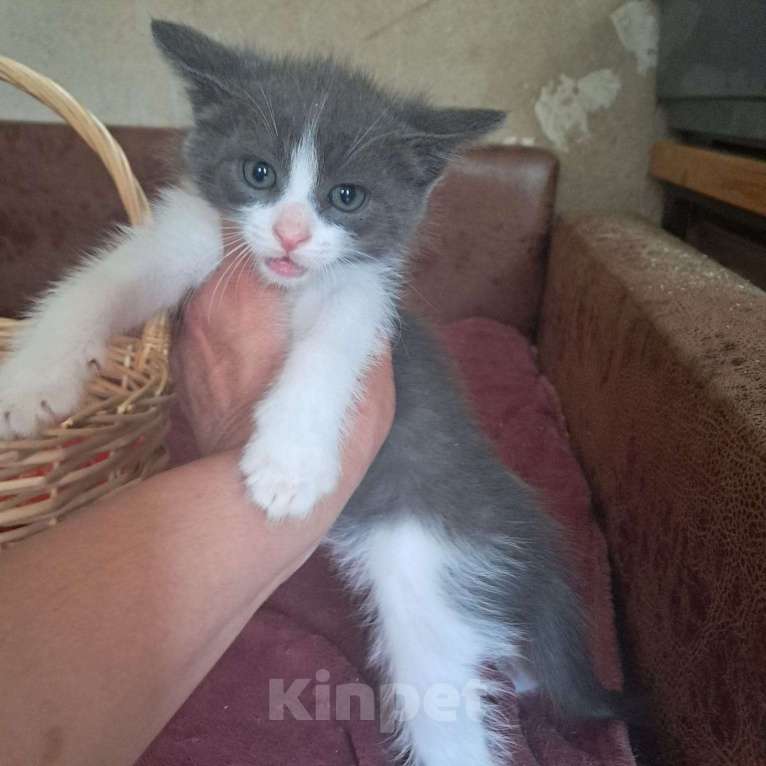 Кошки в Красногорске: Котенок Тихон 2 месяца в добрые руки  Мальчик, Бесплатно - фото 1