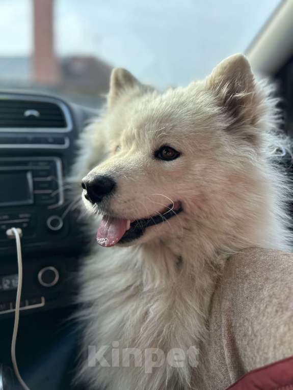 Собаки в Саратове: Пропала девочка самоед Девочка, 1 000 руб. - фото 7