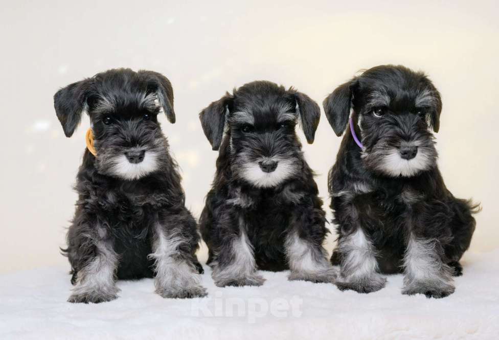 Собаки в Новосибирске: Щенки цвергшнауцера Девочка, 55 000 руб. - фото 1