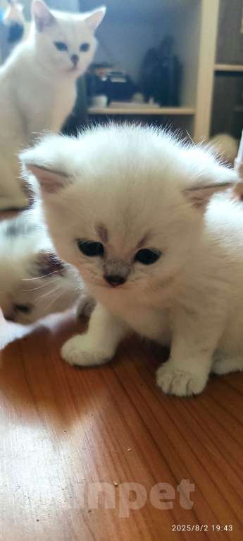 Кошки в Москве: Девочка снежинка Девочка, 18 000 руб. - фото 5