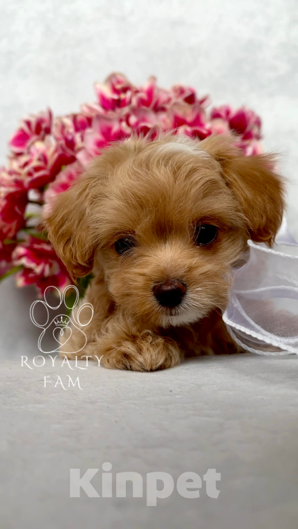 Собаки в Тольятти: Мини мальчик мальтипу F1 Royalty Fam Lovelace Мальчик, Бесплатно - фото 2