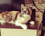 Кошки в Нижнем Новгороде: Кошечка Девочка, Бесплатно - фото 2