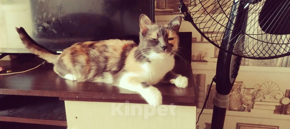 Кошки в Нижнем Новгороде: Кошечка Девочка, Бесплатно - фото 2