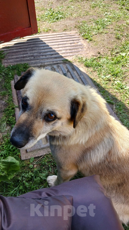 Собаки в Иваново: ПОЖАЛУЙСТА  МАКСИМАЛЬНЫЙ  РЕПОСТ! ПРОПАЛА СОБАКА! Мальчик, Бесплатно - фото 4