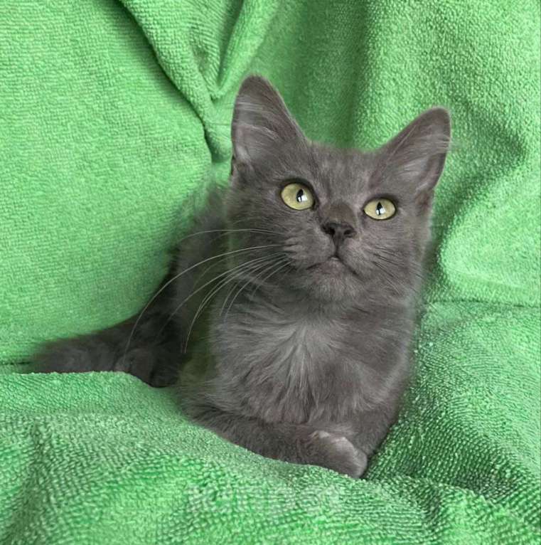 Кошки в Москве: Маленького котенка нашли на помойке 🆘️ Срочный поиск дома Мальчик, Бесплатно - фото 2