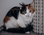 Кошки в Москве: Классная кошечка ищет дом Девочка, Бесплатно - фото 2